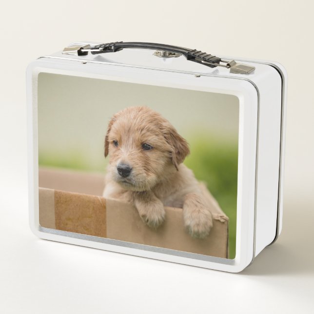 Golden Retriever Puppy in Box (Back)
