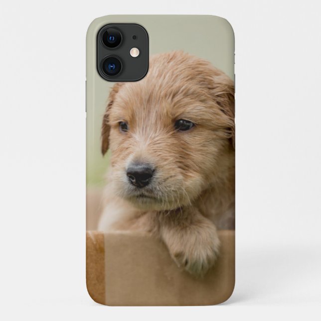 Golden Retriever Puppy in Box Case-Mate iPhone Case (Back)