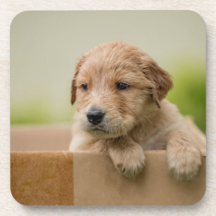 Golden Retriever Puppy in Box Coaster