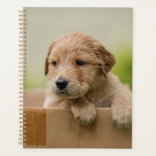 Golden Retriever Puppy in Box Planner