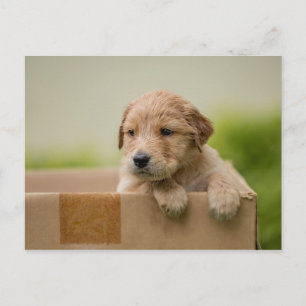 Golden Retriever Puppy in Box Postcard