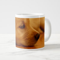 Golden Retriever Puppy