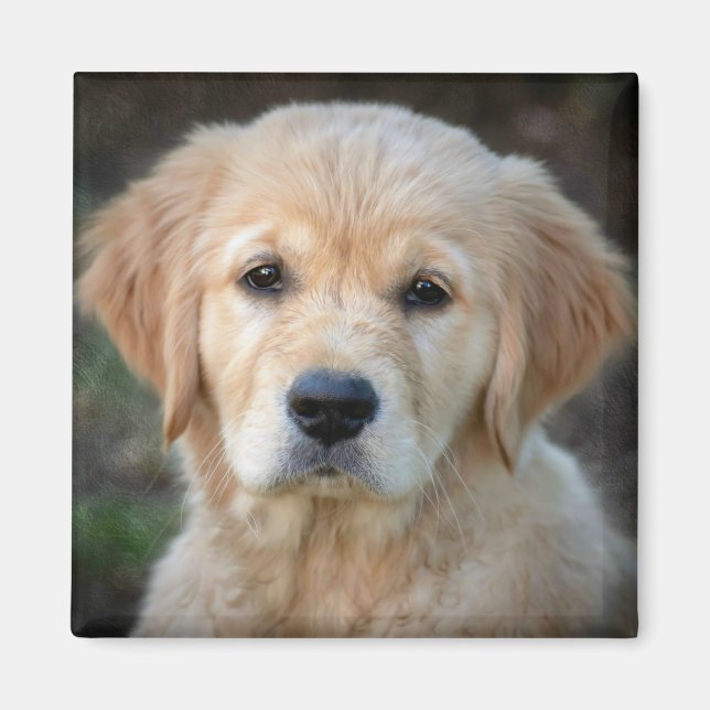 Golden Retriever Puppy Magnet (Front)