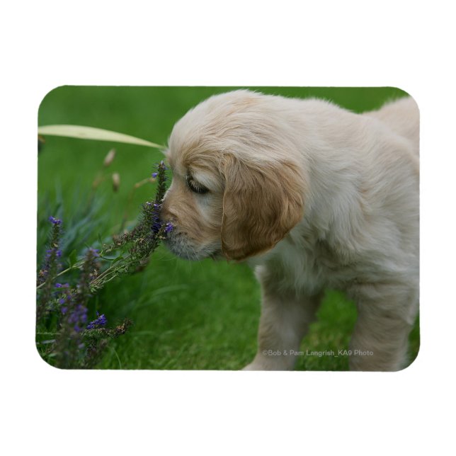 Golden Retriever Puppy Magnet (Horizontal)