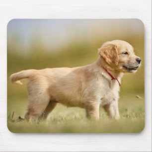 Golden Retriever Puppy Mouse Pad