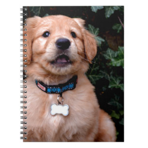 Golden Retriever Puppy Notebook