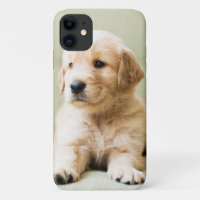 Golden Retriever Puppy on Couch