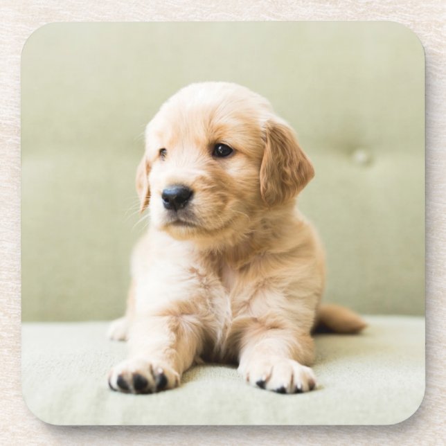 Golden Retriever Puppy on Couch Coaster (Front)