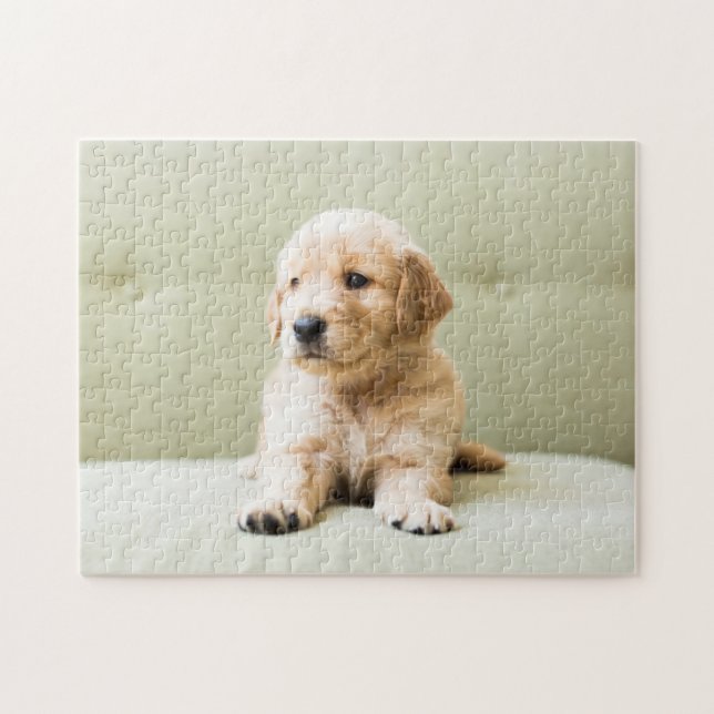 Golden Retriever Puppy on Couch Jigsaw Puzzle (Horizontal)