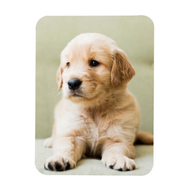 Golden Retriever Puppy on Couch Magnet (Vertical)