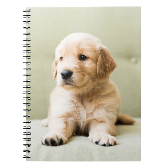 Golden Retriever Puppy on Couch Notebook (Front)