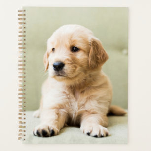 Golden Retriever Puppy on Couch Planner