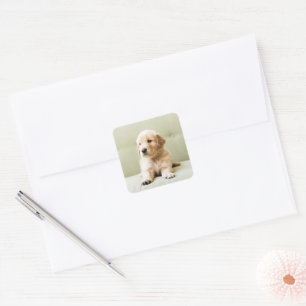 Golden Retriever Puppy on Couch Square Sticker