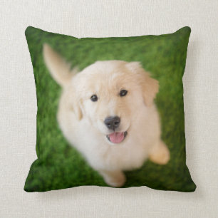 Golden Retriever Puppy on Grass Cushion