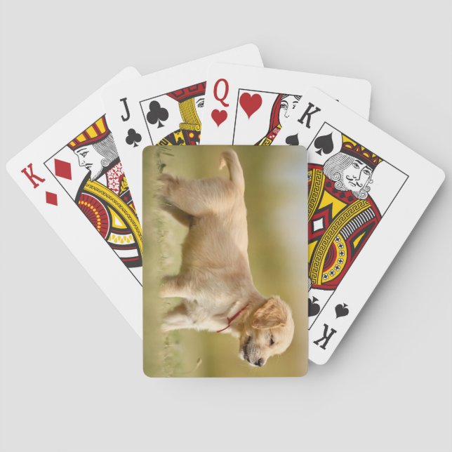 Golden Retriever Puppy Playing Cards (Back)