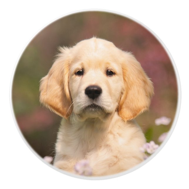 Golden Retriever puppy portrait Ceramic Knob (Front)