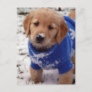 Golden Retriever Puppy Postcard