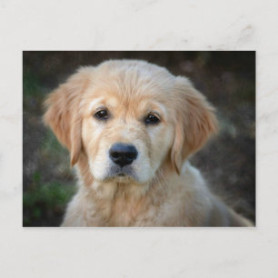 Golden Retriever Puppy Postcard