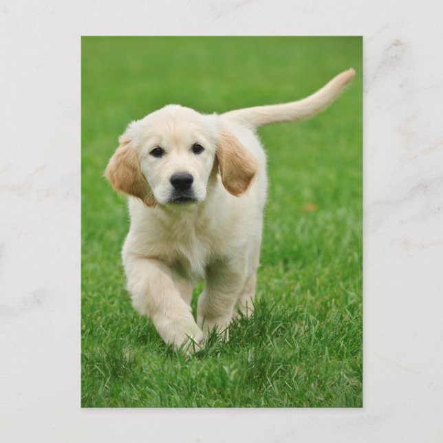 Golden retriever puppy postcard (Front)