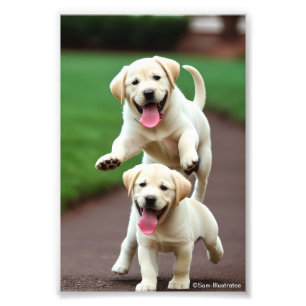 Golden Retriever Puppy Satin Photo Enlargement  Print