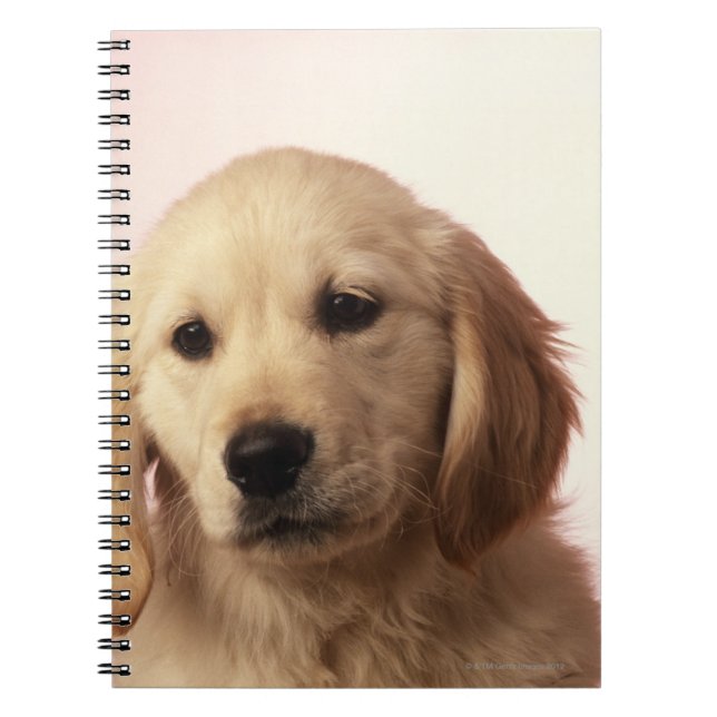 Golden retriever puppy spiral notebook (Front)