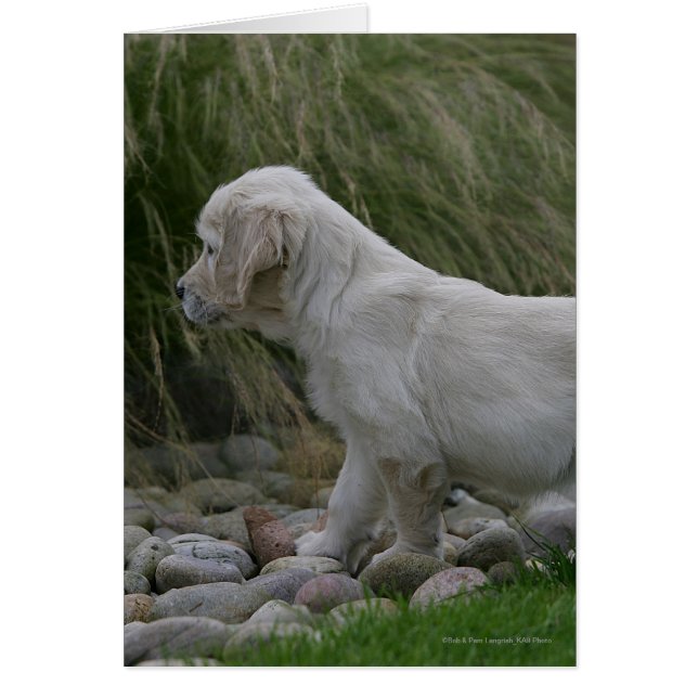 Golden Retriever Puppy Standing (Front)