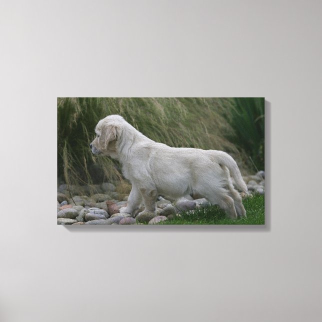 Golden Retriever Puppy Standing Canvas Print (Front)