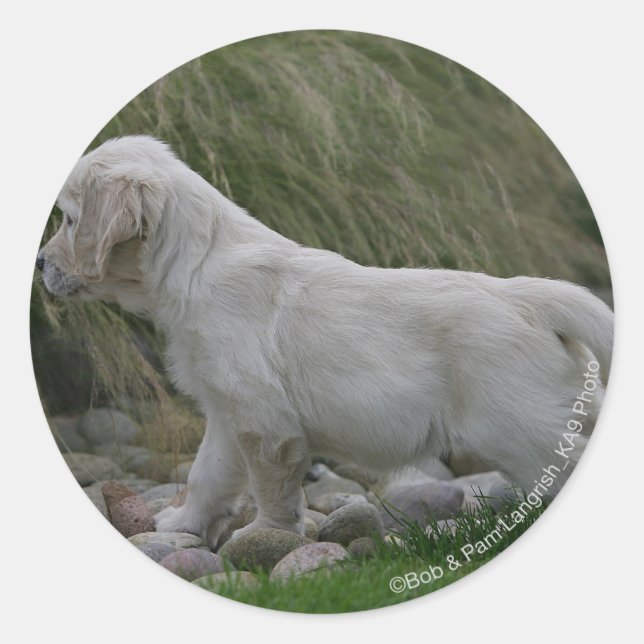 Golden Retriever Puppy Standing Classic Round Sticker (Front)