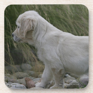Golden Retriever Puppy Standing Coaster