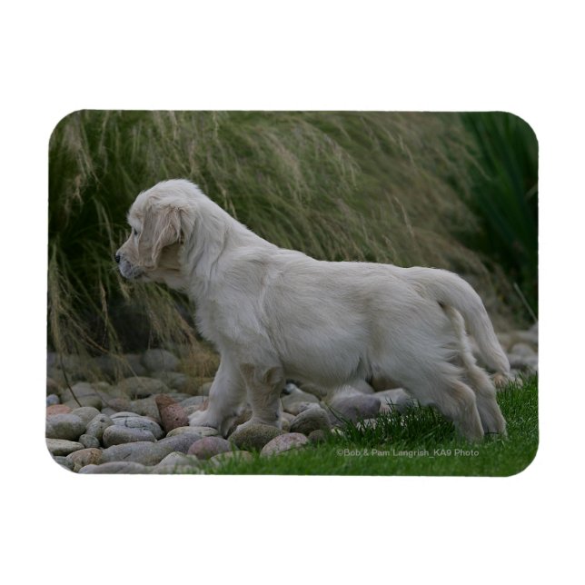Golden Retriever Puppy Standing Magnet (Horizontal)
