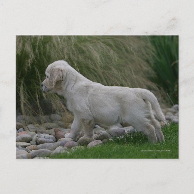 Golden Retriever Puppy Standing Postcard (Front)