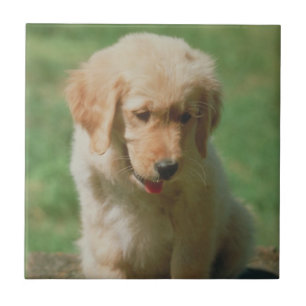 Golden Retriever Puppy Tile