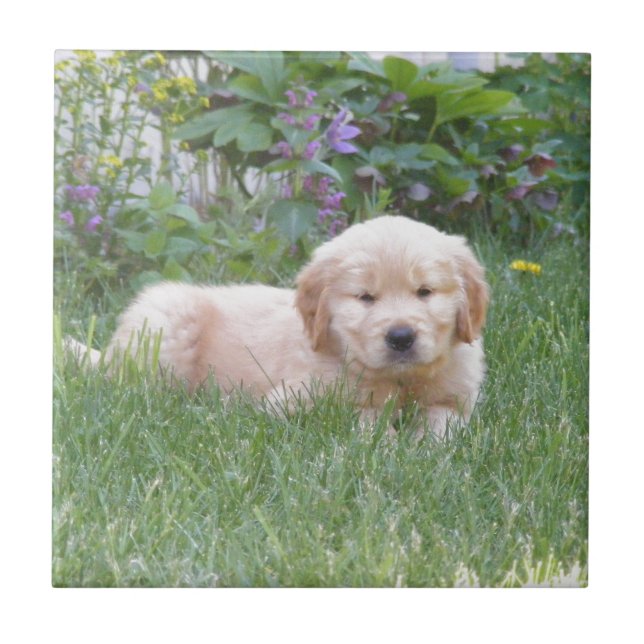 Golden Retriever Puppy Tile (Front)