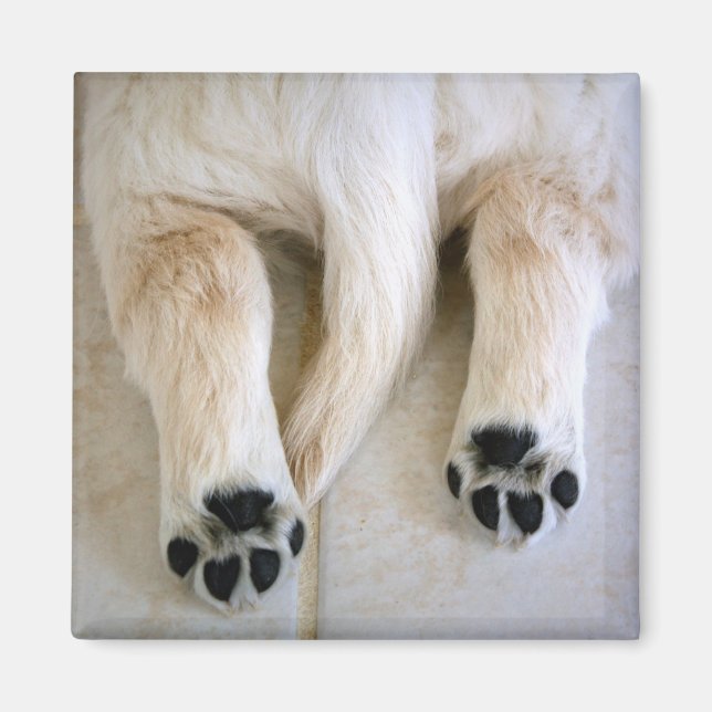 Golden Retriever Puppy Toes Magnet (Front)