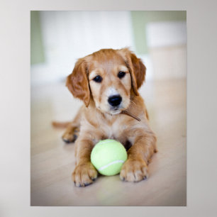 Golden Retriever Puppy Wants To Play Poster