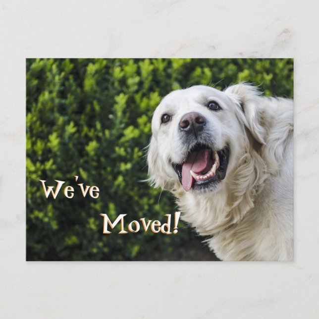 Golden Retriever puppy We've Moved New Address Announcement Postcard (Front)