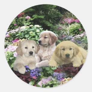 Golden Retriever Pups In Garden Sticker