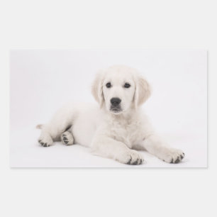 Golden Retriever Rectangular Sticker