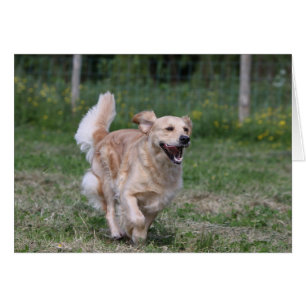 Golden Retriever Running 1