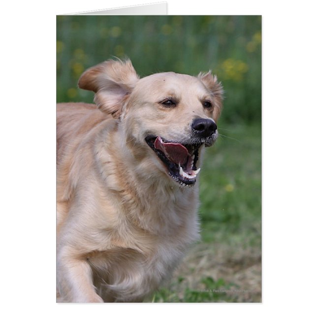 Golden Retriever Running 1 (Front)