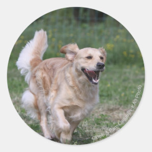 Golden Retriever Running 1 Classic Round Sticker
