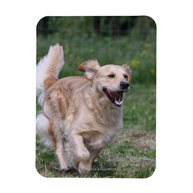 Golden Retriever Running 1 Magnet (Vertical)