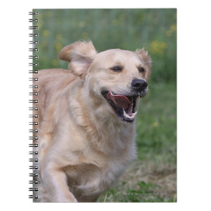 Golden Retriever Running 1 Spiral Notebook