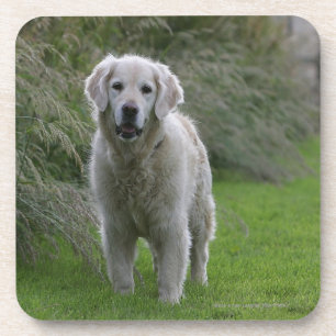 Golden Retriever Running 2 Coaster