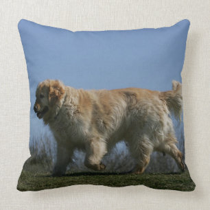 Golden Retriever Running 3 Cushion