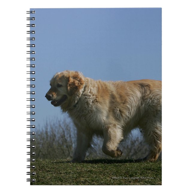 Golden Retriever Running 3 Spiral Notebook (Front)