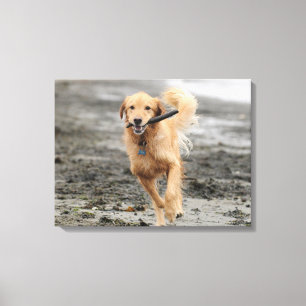 Golden Retriever Running With Stick In Mouth Canvas Print