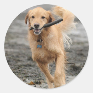 Golden Retriever Running With Stick In Mouth Classic Round Sticker