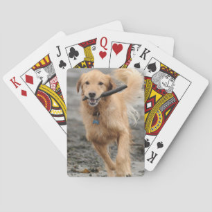 Golden Retriever Running With  Stick In Mouth Playing Cards