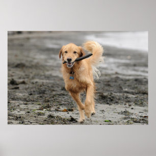Golden Retriever Running With Stick In Mouth Poster